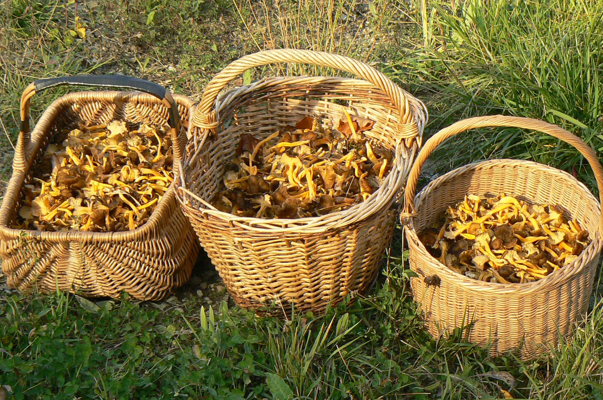 Un panier de nature